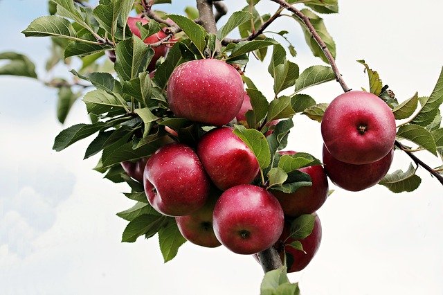 Vitanime für zahngesunde Ernährung